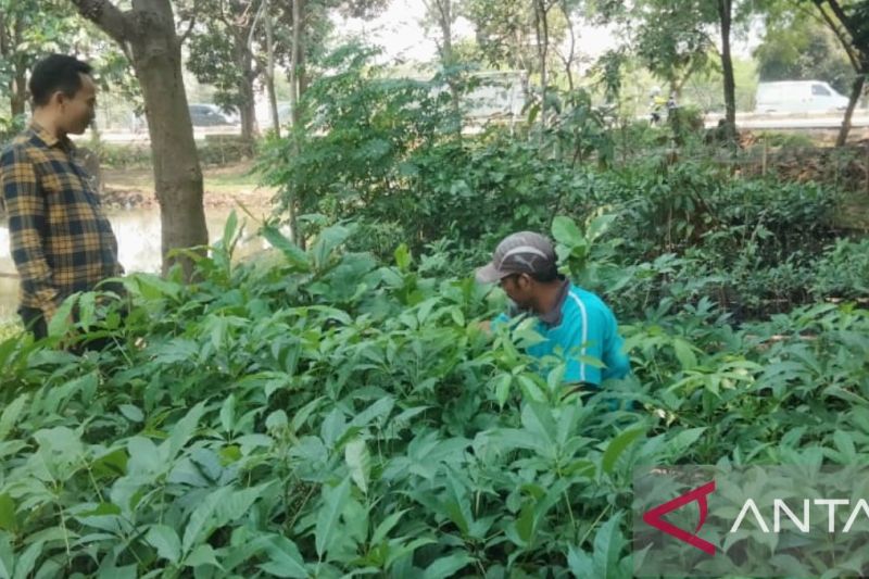 Ruang Terbuka Hijau Karawang Hasilkan Ribuan Bibit Tanaman Baru