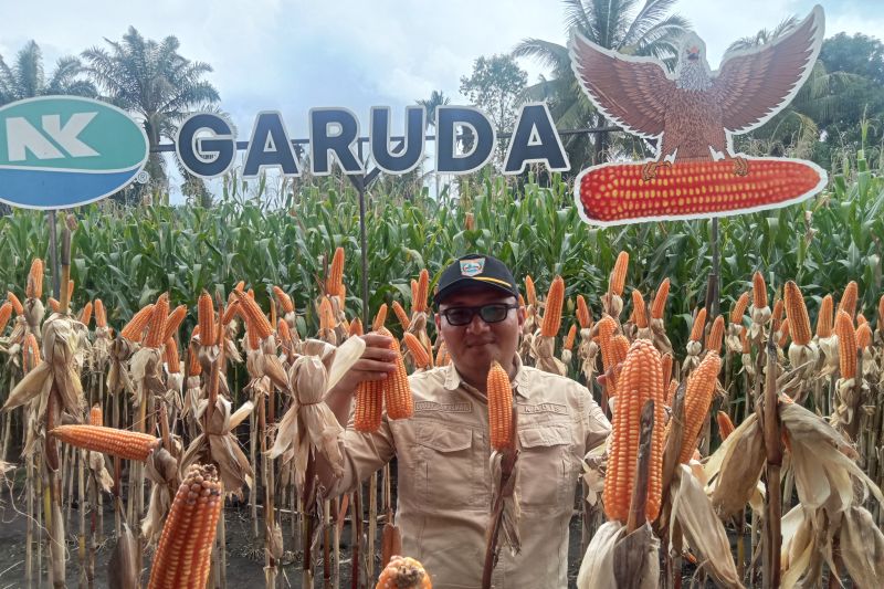 Kepala Dinas Tanaman Pangan dan Hortikultura Pasaman Barat Doddy San Ismail saat melihat panen raya petani jagung di Kecamatan Luhak Nan Duo, beberapa waktu lalu. ANTARA/Altas Maulana