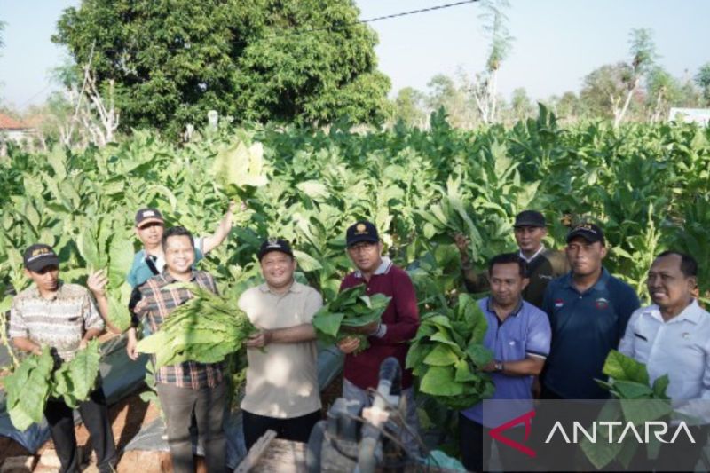Pj Bupati Sampang Rudi Arifianto bersama pimpinan OPD di lingkungan Pemkab Sampang melakukan panen raya tembakau. ANTARA/HO-Pemkab Sampang
