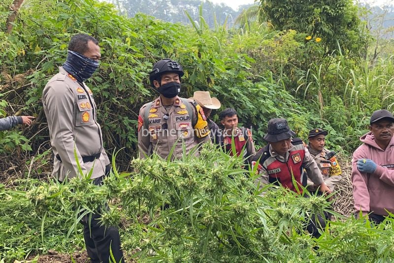 Polisi Temukan 25 Ribu Tanaman Ganja di Lereng Gunung Semeru