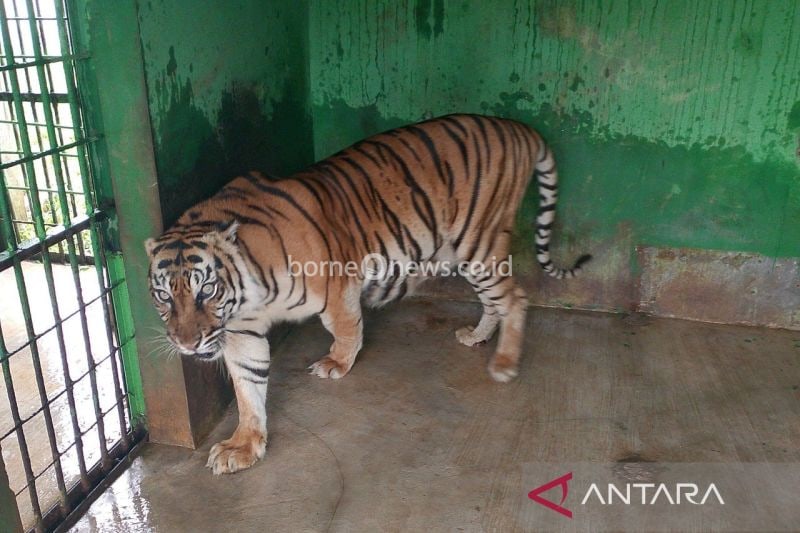 Kematian Harimau Betina Si Manis di Medan Zoo Karena Sakit