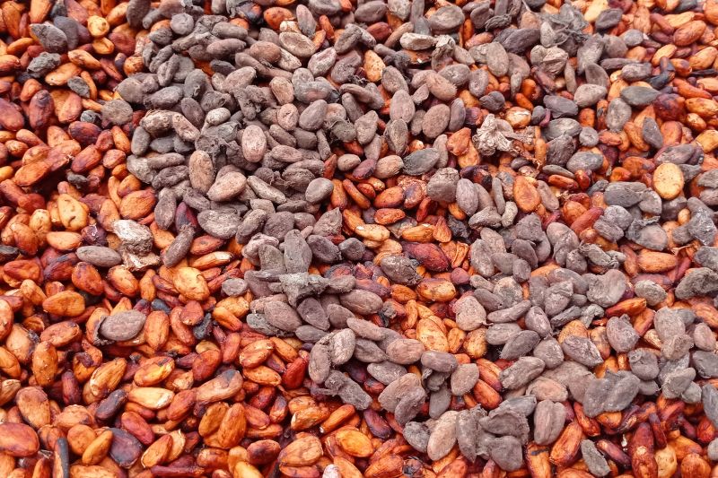 Petani Lebak Sambut Kenaikan Harga Kakao Menjadi Rp90 Ribu