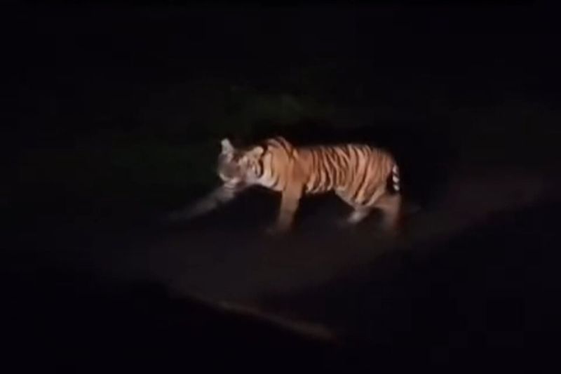 Tim Gabungan Pasang Kamera Jebak Usai Serangan Harimau di Lampung Barat