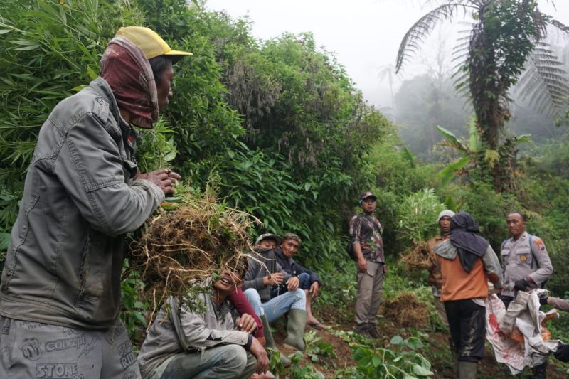Penemuan Lahan Ganja di Lereng Gunung Semeru Mencapai 40 Ribu Tanaman