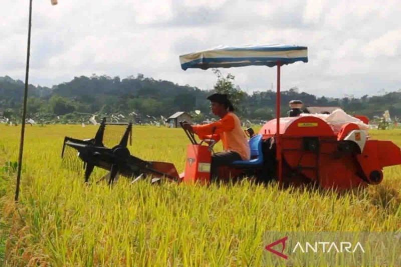 Kementan Optimistis Penuhi Kebutuhan Pangan Domestik Hingga Tahun Ini