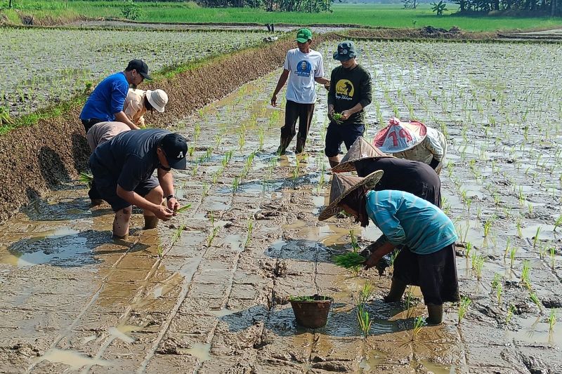 Petani Pandeglang, Banten,melakukan gerakan percepatan tanam guna mendukung produksi pangan. ANTARA/Mansyur