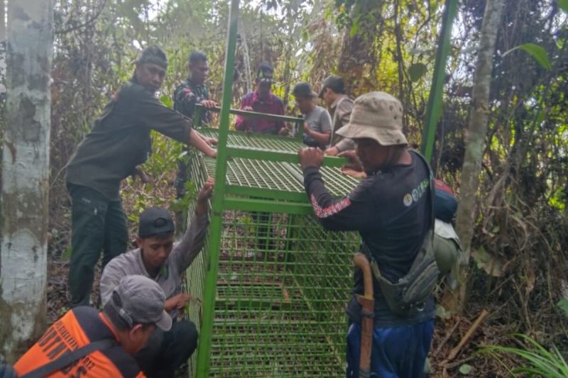 Tim Gabungan Pasang Kandang Jebak untuk Cegah Harimau Serang Manusia