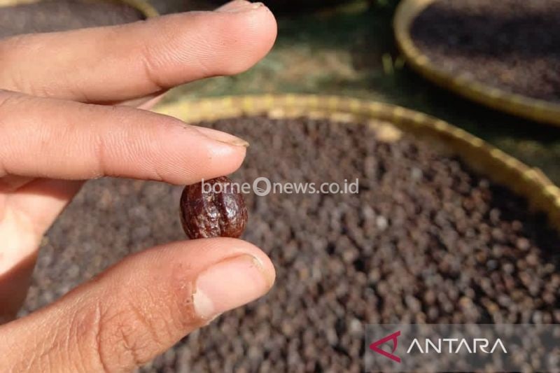 Ilustarasi biji kopi lokal khas di Kabupaten Kuningan, Jawa Barat. (ANTARA/Fathnur Rohman)