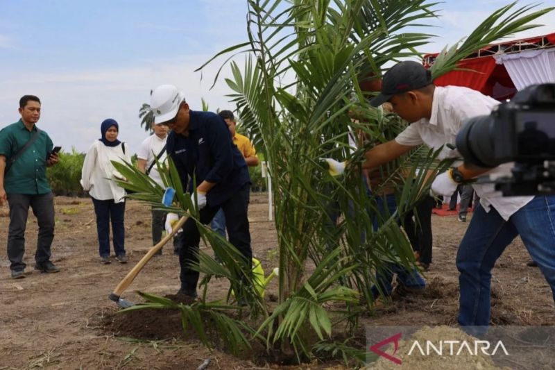 Harga TBS Kelapa Sawit Petani Swadaya di Riau Turun, Kenaikan untuk Plasma