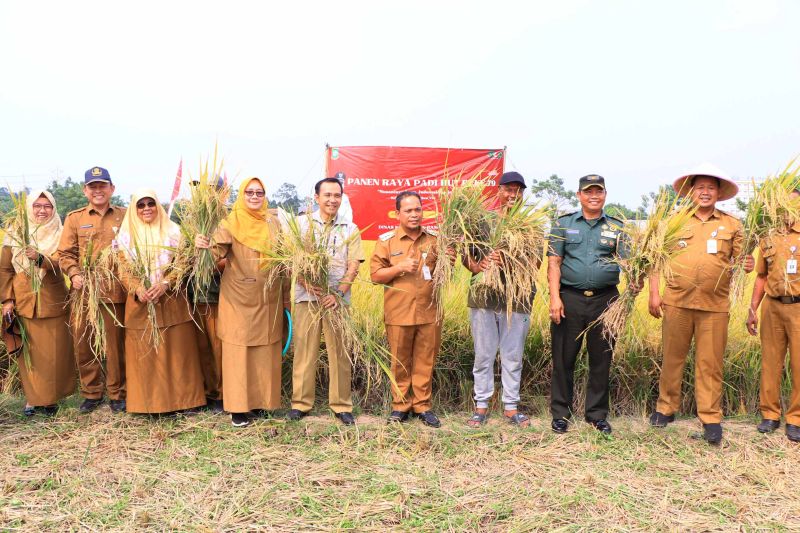 Sejumlah pejabat Pemkot Tangerang, Banten, melakukan panen raya bersama petani. ANTARA/HO-Pemkot Tangerang