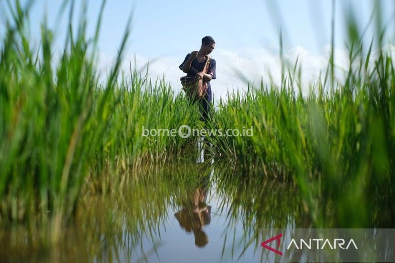 Seorang petani di Kabupaten Konawe saat melakukan pemupukan di areal tanaman padi sawah mereka. (ANTARA/Andry Denisah)