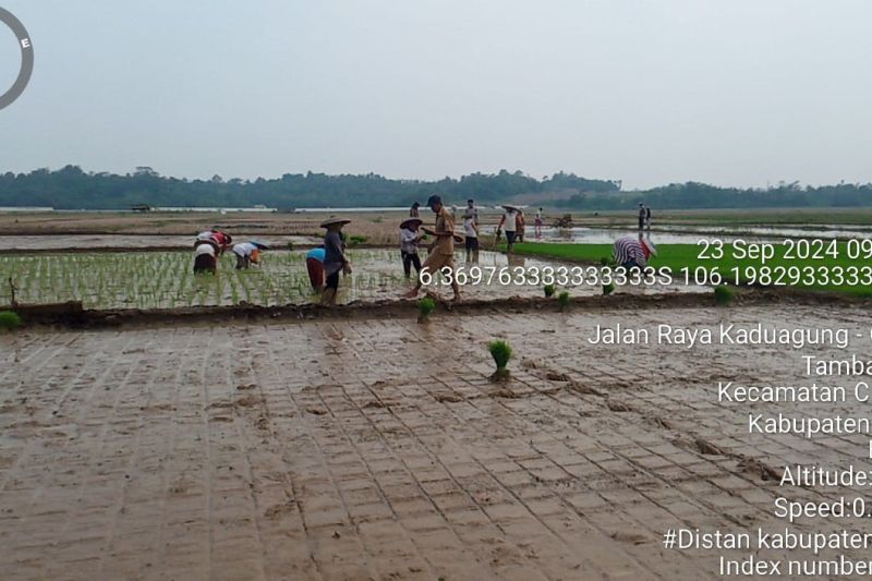 Petani Lebak Targetkan Percepatan Tanam Padi 7.000 Hektare