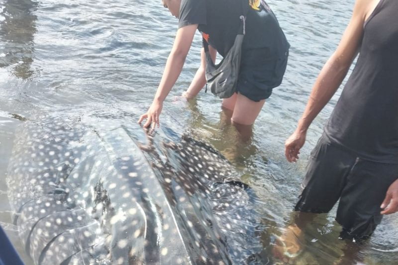 Tips Penanganan Paus Terdampar untuk Masyarakat Pesisir