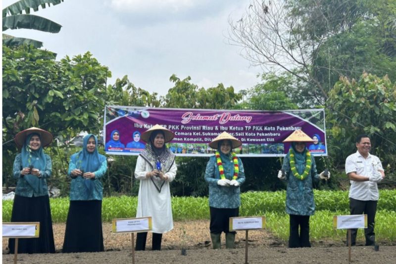 Pemprov Riau Berikan 1.000 Bibit Cabai untuk KWT Cemara Pekanbaru