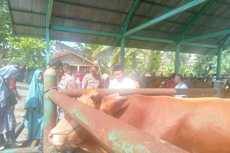Pasar ternak di Simpang Tiga Kecamatan Luhak Nan Duo Kabupaten Pasaman Barat. Dinas Ketahanan Pangan setempat memastikan ketersediaan pangan minggu ketiga September 2024. Antara/Altas Maulana.