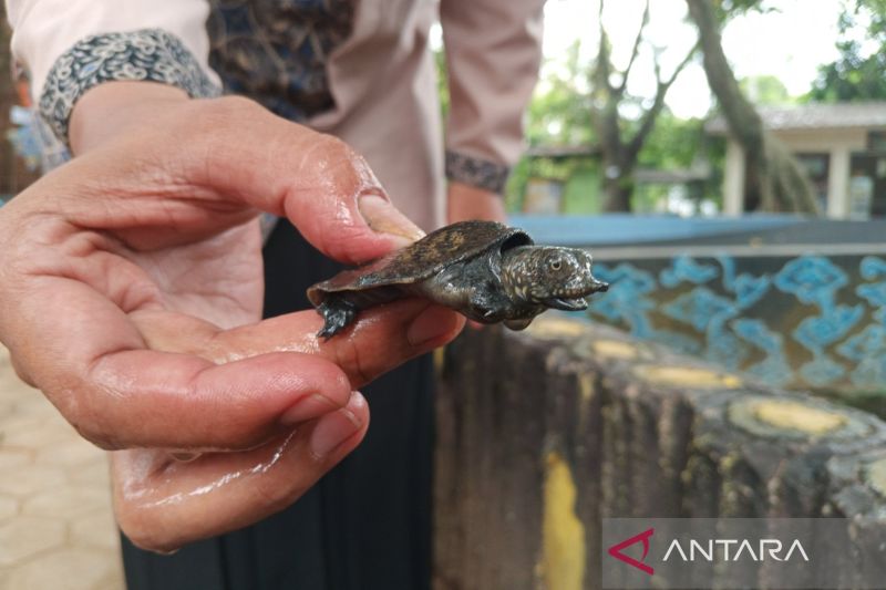 Petugas saat menunjukkan tukik atau anakan kura-kura di Objek Wisata Cikuya Desa Belawa, Cirebon, Jawa Barat, Rabu (25/9/2024). (ANTARA/Fathnur Rohman)