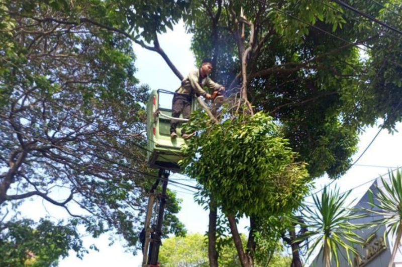Penanganan Pohon Tumbang di Jakarta Selatan Saat Hujan Deras