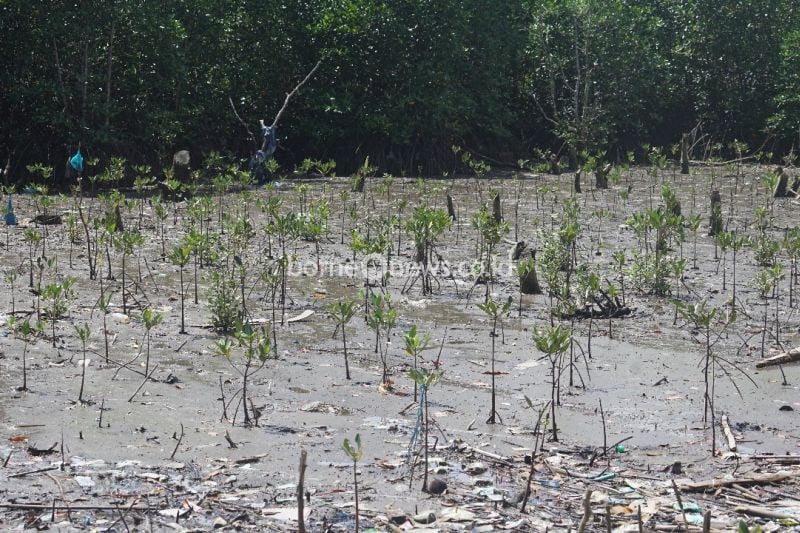 PLN UIW MMU Lakukan Rehabilitasi Mangrove untuk Lingkungan Berkelanjutan