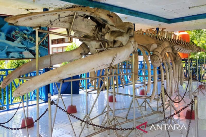 Koleksi Bersejarah Museum Sultra Mencapai 7.000 Benda, Kenali Lebih Dekat
