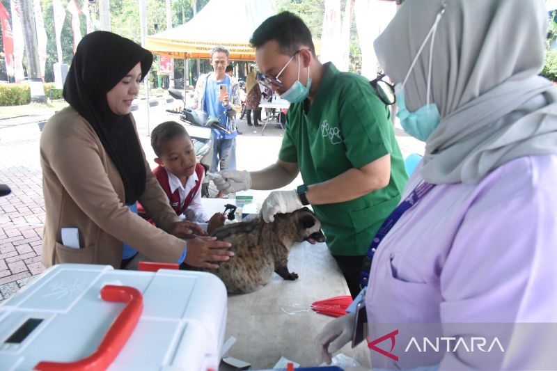 Petugas tengah memberikan vaksin rabies kepada hewan peliharaan warga berupa musang saat layanan vaksinasi hewan penular rabies (HPR) drive thru di halaman Kantor Wali Kota Jaktim, Kamis (26/9/2024). Layanan vaksinasi rabies itu dalam rangka memperingati Hari Rabies Sedunia yang jatuh pada 28 September 2024. ANTARA/HO-Kominfotik Jakarta Timur