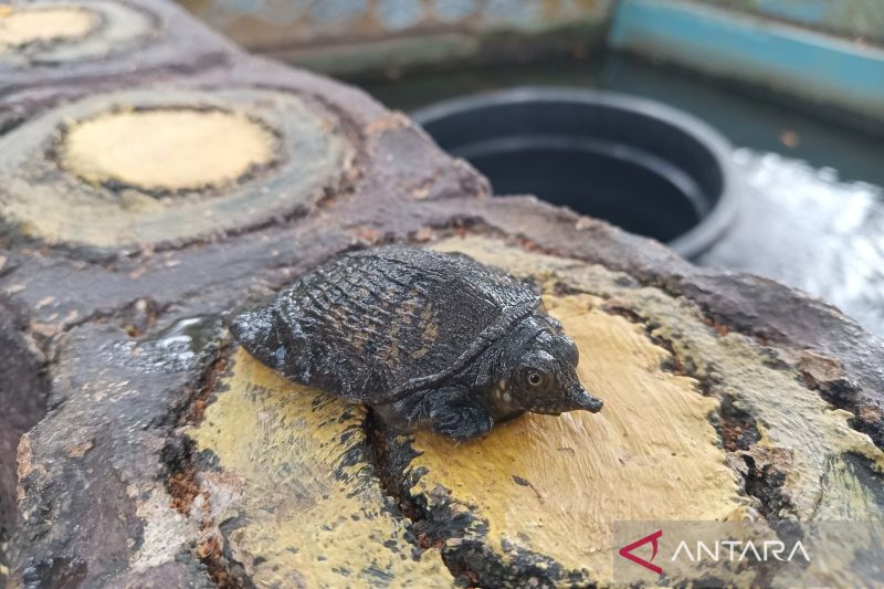 Upaya Pemkab Cirebon dalam Melestarikan Kura-Kura Belawa yang Langka