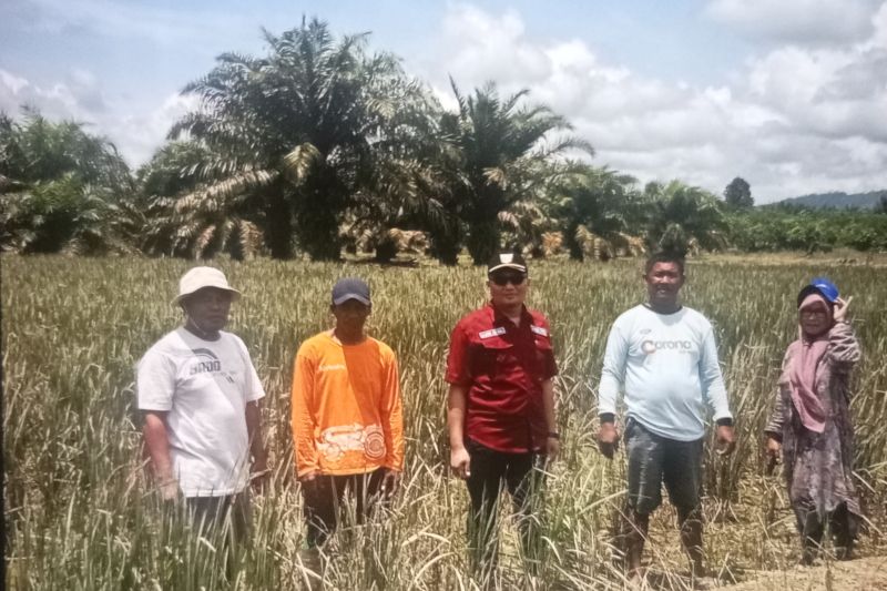 Kepala Dinas Tanaman Pangan dan Hortikultura Pasaman Barat Pasaman Barat Doddy San Ismail (tengah) bersama petani Desa Baru Kecamatan Tanah Batahan meninjau lahan persawahan masyarakat beberapa waktu lalu. Antara/Altas Maulana.