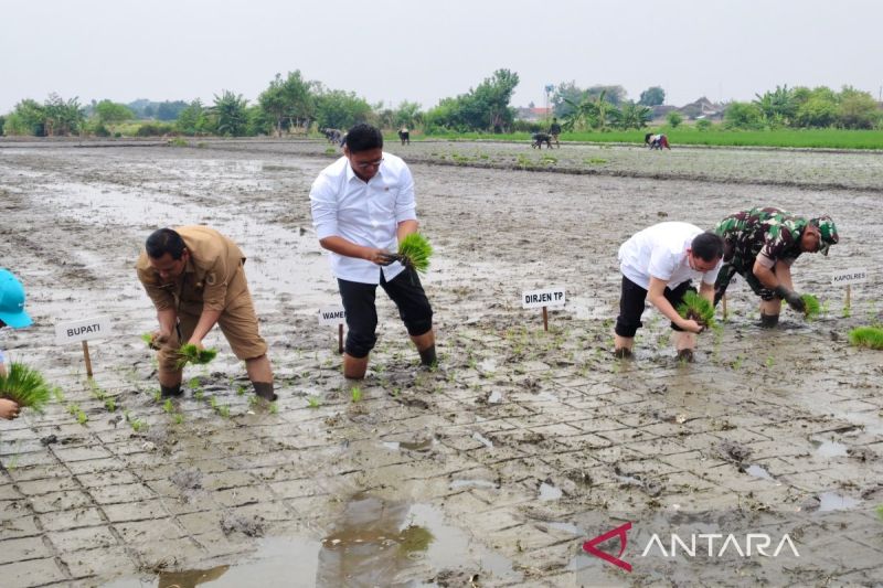 Klaten Siap Capai Ketahanan Pangan Berkelanjutan Melalui Intensifikasi Pertanian