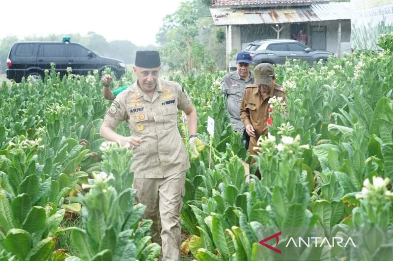 Bangkalan Ditargetkan Jadi Pusat Pengembangan Tembakau Madura