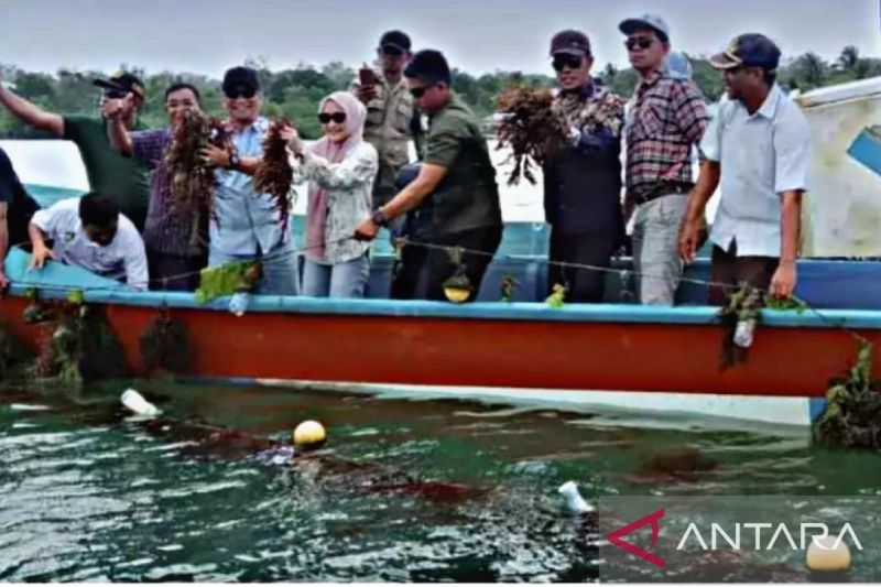 Pj Wali Kota Tual Affandy Hasanusi (lima dari kiri) memanen rumput laut (Antara/HO-BPPPSDM)