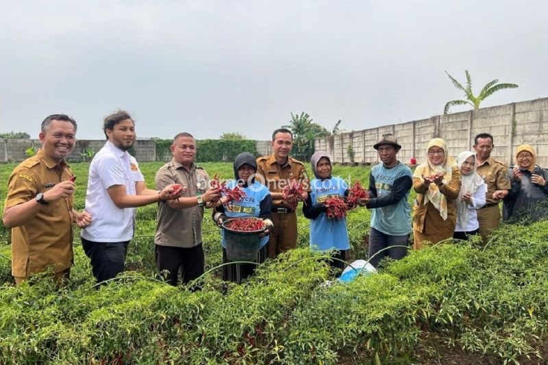 Kepala Dinas Ketahanan Pangan (DKP) Kota Tangerang Muhdorun (tengah) melakukan panen cabai keriting bersama warga di Neglasari, Kamis. ANTARA/HO-DKP Kota Tangerang
