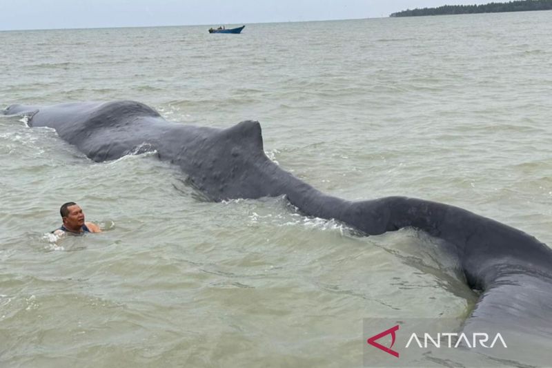 Paus Berat 40 Ton Terdampar di Teluk Balikpapan, Upaya Penyelamatan Dilakukan