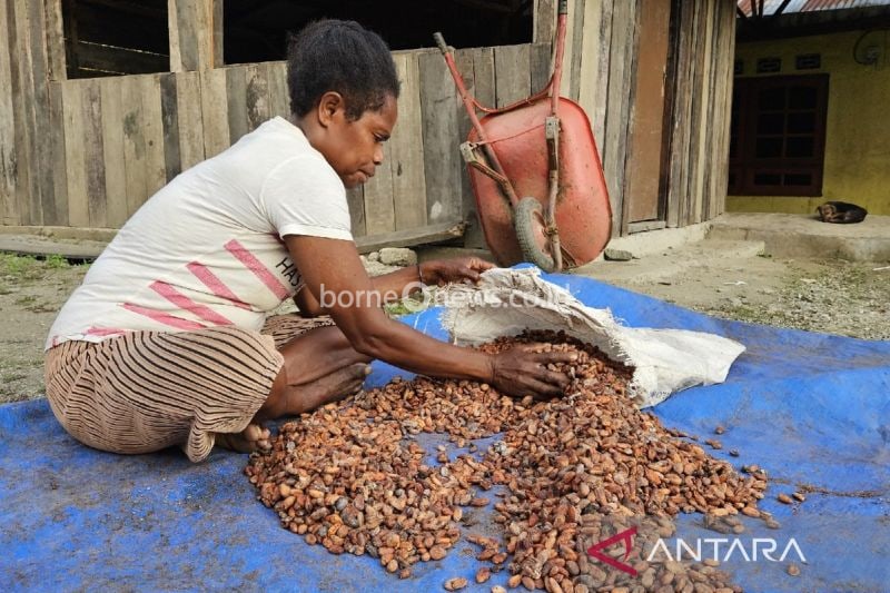 Pemerintah Kabupaten Jayapura Dorong Pengembangan Kakao dan Coklat