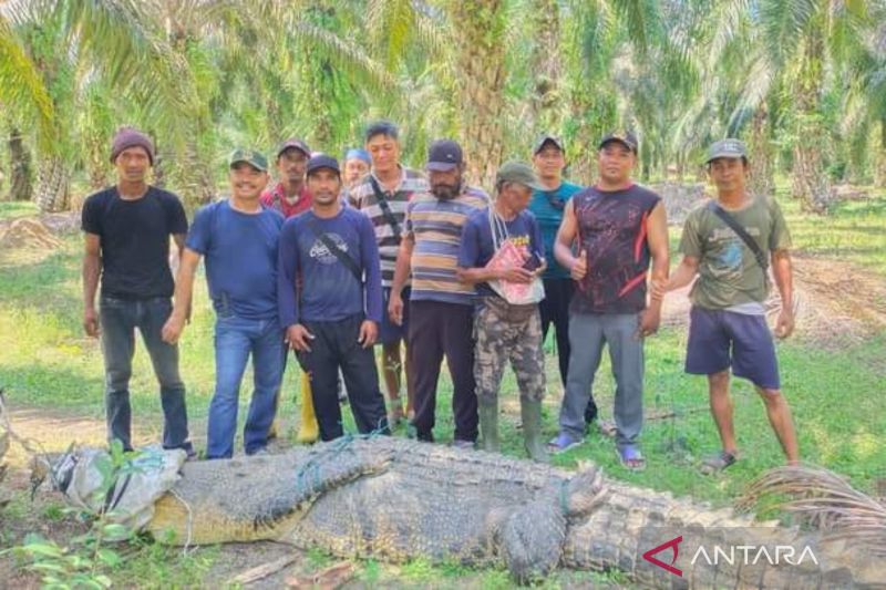 Warga Mukomuko Tangkap Buaya Meresahkan di Kebun Kelapa Sawit