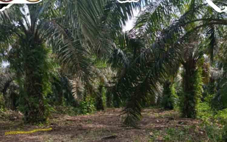 Ilustrasi kebun sawit milik PT Sungai Rangit. (FOTO: ISTIMEWA)