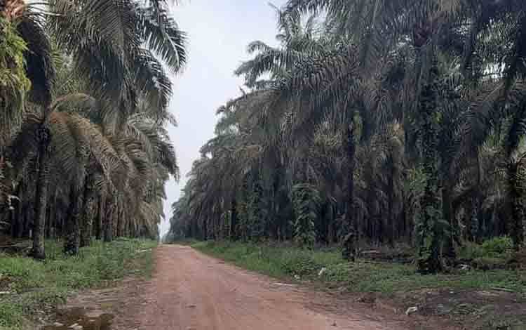 Lahan kebun sawit milik PT Sungai Rangit. (FOTO: ISTIMEWA)