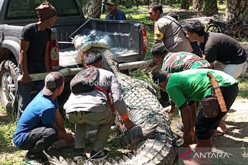 Rehabilitasi Buaya Betina 4,3 Meter yang Ditangkap di Mukomuko