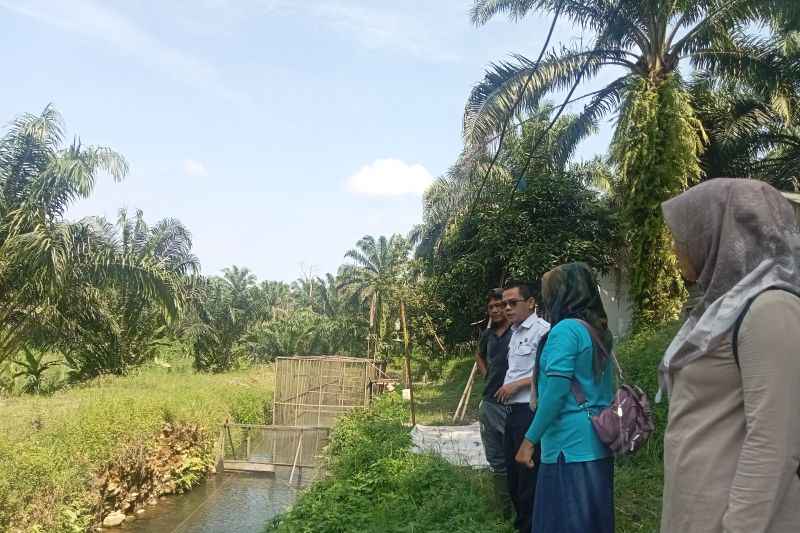 Dinas Perikanan Pasaman Barat Salurkan 250 Ribu Bibit Ikan