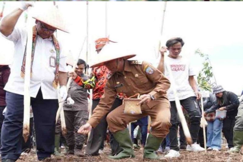 Pemerintah Murung Raya Sediakan 10.000 Hektare untuk Padi Gogo