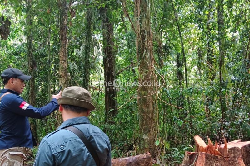 BKSDA Maluku Amankan Hutan dari Penebangan Ilegal di SBT