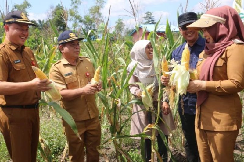 Pembangunan Sektor Pertanian di Pulang Pisau Tingkatkan Ekonomi Masyarakat