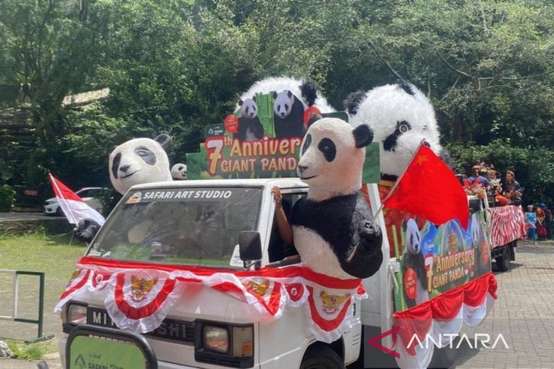 Perayaan Tujuh Tahun Kedatangan Panda Raksasa di Taman Safari Bogor