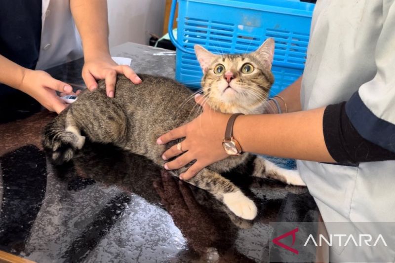 Ratusan Hewan Peliharaan di Bogor Dapat Vaksin Anti Rabies Gratis