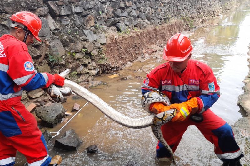 Damkartan Kota Jambi evakuasi ular sanca dengan panjang 3,5 meter dan berat 25 kg, Sabtu (28/9/2024). (ANTARA/HO-Damkartan Kota Jambi)