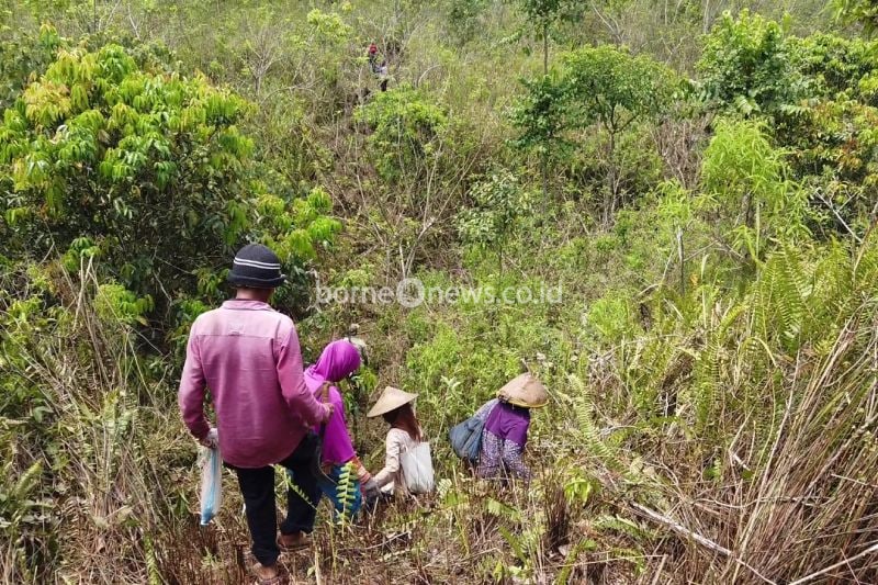 Laskar Hijau Tanam 5.000 Bambu di Gunung Lemongan untuk Lingkungan