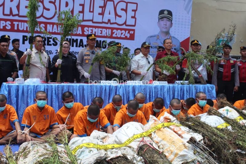 Polres Lumajang Tetapkan DPO Pemasok Ganja di Lereng Semeru