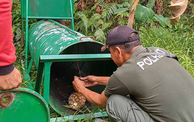 Beruang Makan Ternak Warga di Sampit Diduga Kuat Peliharaan yang Lepas