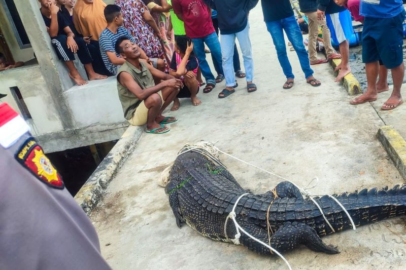 Buaya yang berhasil ditangkap (ANTARA/HO-Polres Natuna)