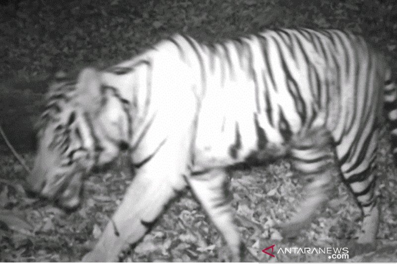 BKSDA Pasang Perangkap Harimau untuk Lindungi Masyarakat Bengkulu