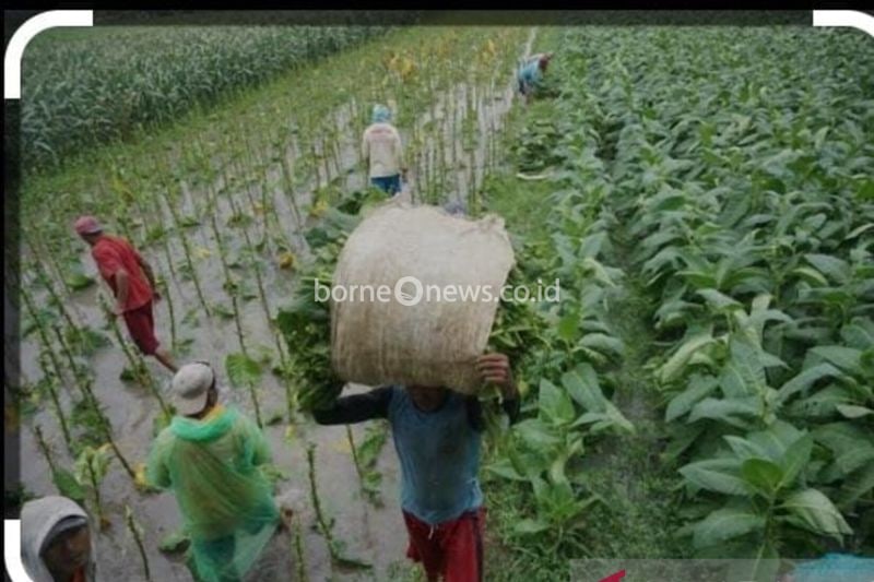 Bantuan Pupuk Diberikan untuk Petani Tembakau di Tulungagung