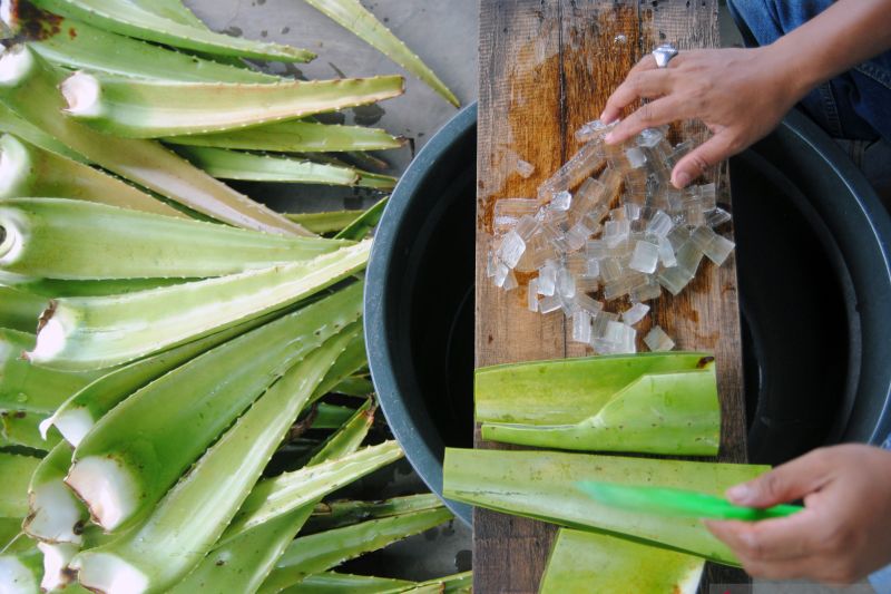 Ilustrasi: Pekerja memproduksi minuman olahan dari tanaman lidah buaya di Sam Aloe Vera, Desa Cikarawang, Kabupaten Bogor, Jawa Barat. ANTARA FOTO/Arif Firmansyah/aww. (ARIF FIRMANSYAH/ARIF FIRMANSYAH)